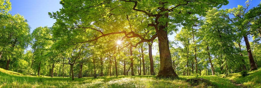 old oak tree foliage in morning light with sunlight