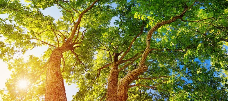 old oak tree foliage in morning light with sunlight