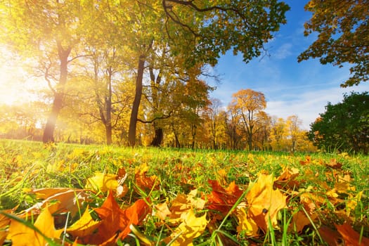 trees with multicolored leaves on the grass in the park. Maple foliage in sunny autumn. Sunlight in early morning in forest