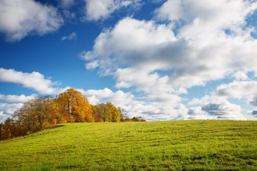 trees with multicolored leaves on the field