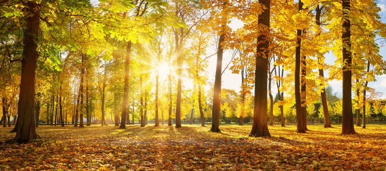 trees with multicolored leaves in the park