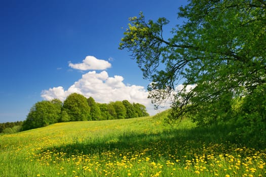 Field with yellow dandelions and blue sky in spring