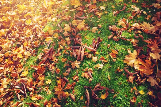 multicolored leaves on the grass in the park. Maple foliage in sunny autumn. Sunlight in early morning in forest