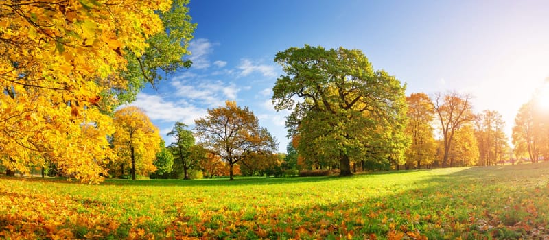 trees with multicolored leaves in the park