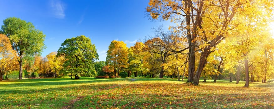 trees with multicolored leaves in the park
