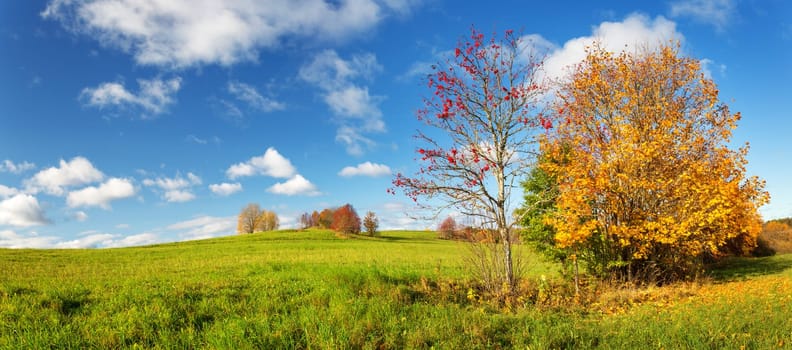trees with multicolored leaves on the field
