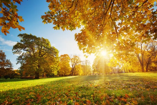 trees with multicolored leaves on the grass in the park. Maple foliage in sunny autumn. Sunlight in early morning in forest