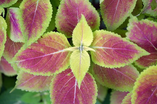 Close-Up Of Coleus Plant
