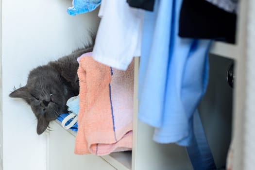 The head of a sleeping cat hangs from a shelf with towels of an open cabinet