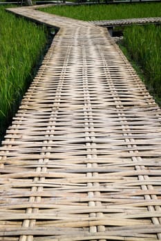 Simple walkway in summer rice field resort, stock photo