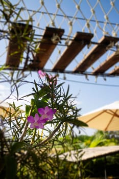 Canopy bridge on summer field, stock photo