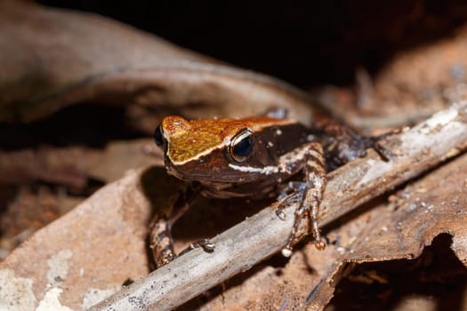 endemic frog brown Mantella (Mantidactylus melanopleura), species of small frog in the Mantellidae family. Nosy Mangabe, Madagascar wildlife and wilderness