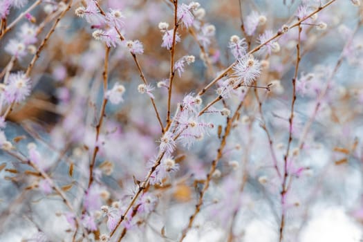 pink blossom tree in Antsiranana mountain, Diego Suarez. Madagascar nature flower.