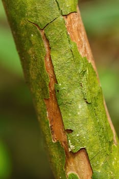 tree bark texture, pattern for background or backdrop use, Nosy mangabe, Madagascar tree