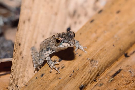 small frog Boophis rhodoscelis, species of frog in the Mantellidae family. Masoala National Park, Madagascar wildlife and wilderness