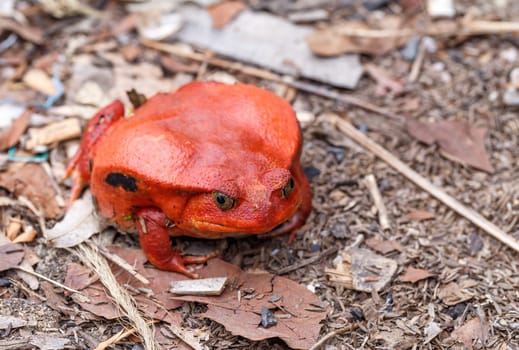 endemic animal red Tomato frog, species of genus Dyscophus (Dyscophus antongilii). It can be found in Maroantsetra city ditch. When threatened, a tomato frog puffs up its body. Madagascar wildlife