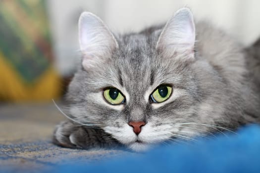 Adorable fluffy Silver Siberian cat with big greenish eyes lying on a carpet and looking at camera. Close-up portrait with shallow depth of field, selective focus.