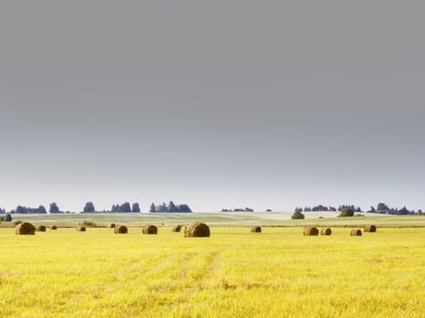 Yellow mown field with haystacks. Conceptual rural landscape background with copy space, selective focus. Tinted with the color of the year 2021 - Illuminating and Ultimate Gray.