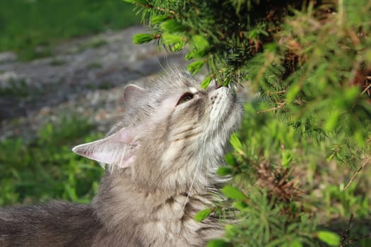 Close-up of an adorable fluffy Silver Siberian cat sniffing the fresh scents of awakening nature on a warm spring day. Selective focus.