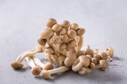 Shimeji mushrooms - edible mushrooms rich in umami tasting on grey background