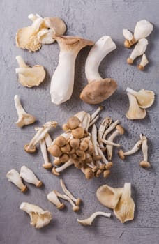 Assortment of edible mushrooms rich in umami tasting on grey background - beech shimeji, oyster mushroom and king oyster mushroom