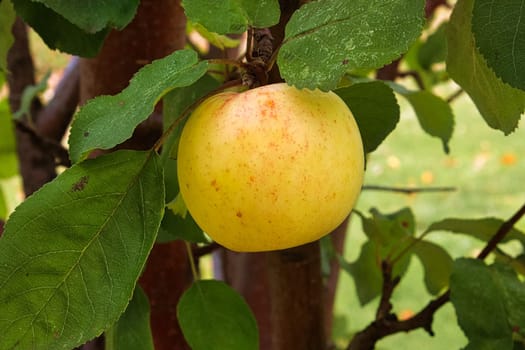 The side view of a golden apple ready for harvest.