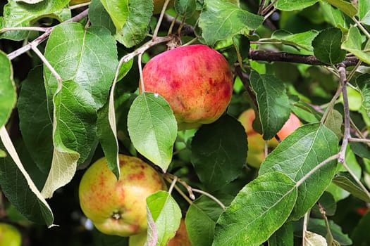 Apples hanging on a tree brused and ruined by maggots.