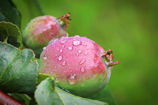 Macro of an unripe apple covered in rain droplets.
