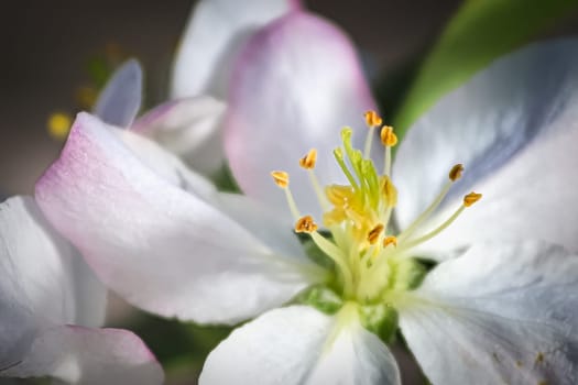 Macro of a delicate white and pink apple blossom.