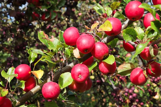 Closeup of ripe red crab apples ready for picking.