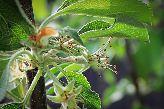 Closeup of apple blossoms soon soon after petals have fallen.