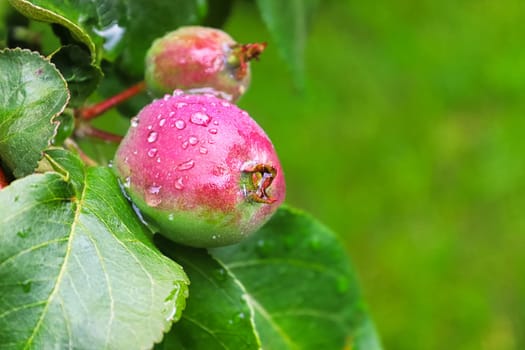 Closeup of an unripe apple covered in rain droplets.