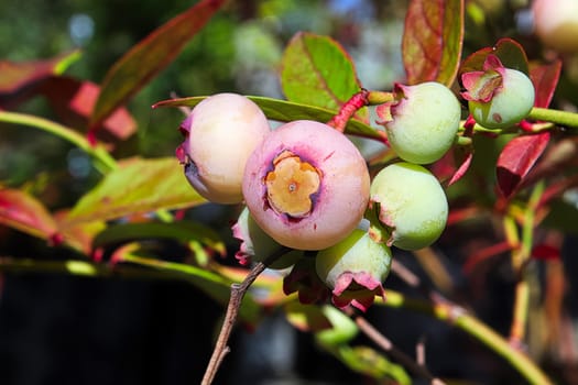 A cluster of immature blueberries turning pink.