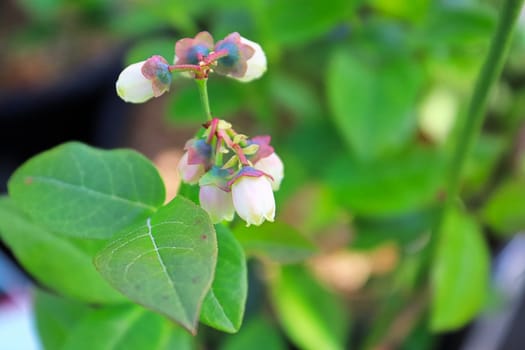 A stem of blue berry flowers in the garden.