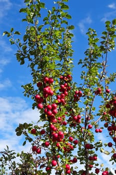 Red crabapples on a tree against a blue sky.