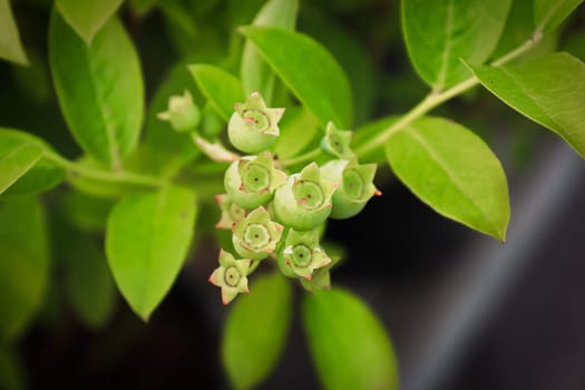 Top view of green bilberry shrub with fruit.