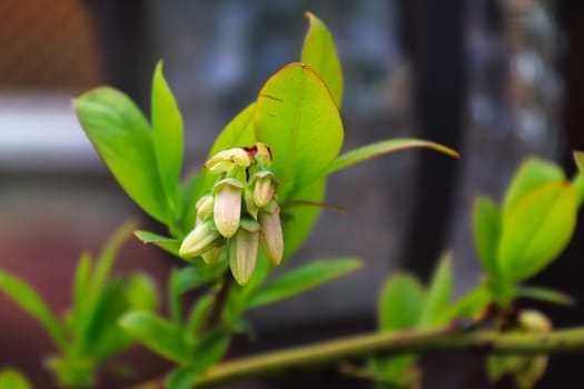 Side view of closed blueberry blossoms on a branch.