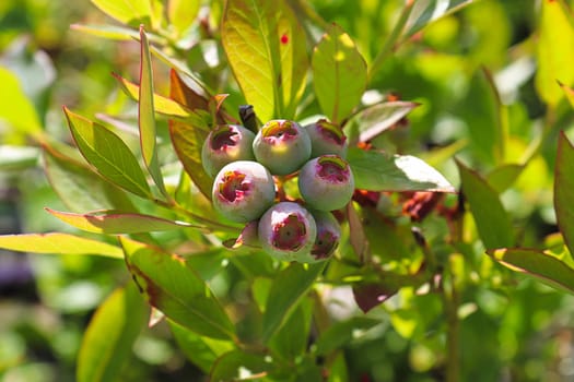 Young green blueberries growing in the summer.