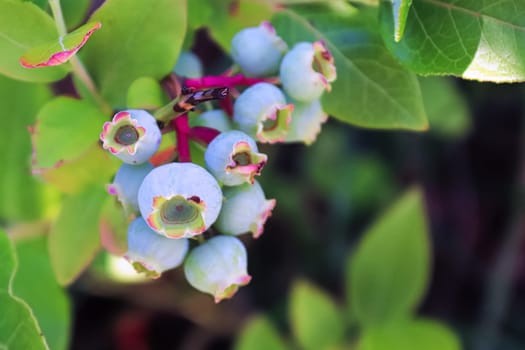 A cluster of blueberries almost ripened and ready to harvest.