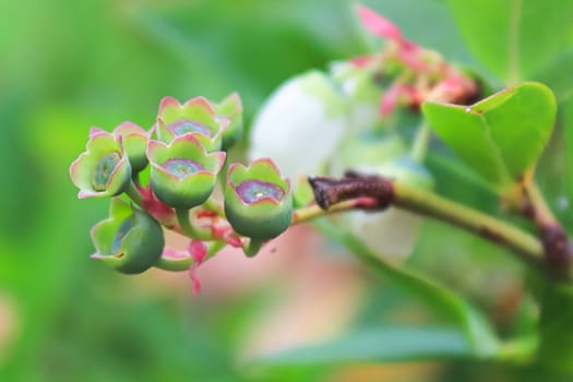 Blueberries that just set with a blurred flower in the background.