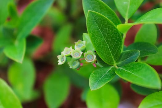 Green blueberries just after the petals have fallen off.