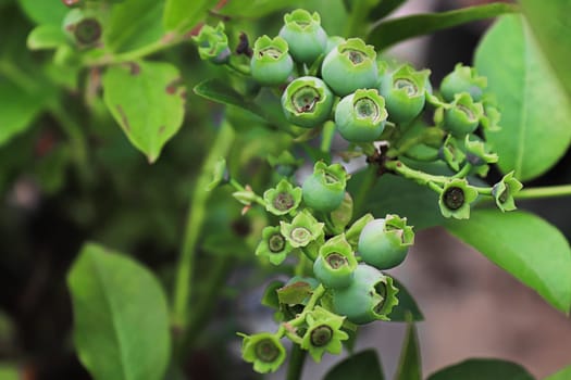 View of blueberry clusters with unset fruit.