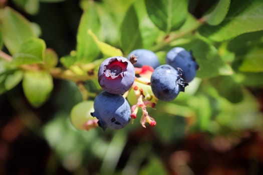 A cluster of ripe blueberries with an empty picked stem.