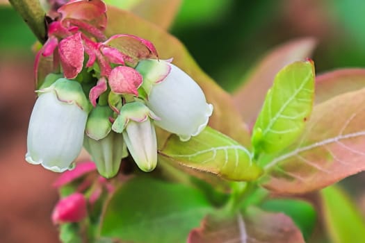 Delicate blueberry white blosoms in between leaves.