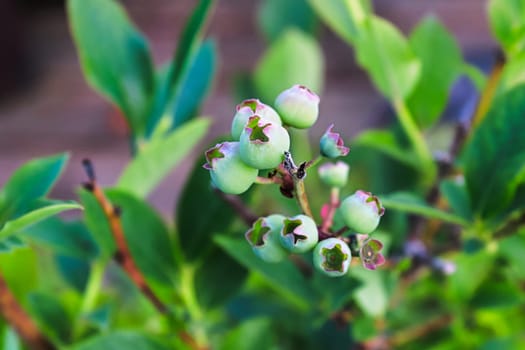 Top view of unripe blueberry fruit against bush leaves.