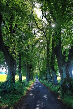 The Lindenallee is a sight of the town of Marktoberdorf
