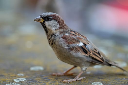Selective focus on a male House Sparrow (Passer domesticus) on a stone wall. The male has a grey head plate, brown nape and blackish throat and the side of the head is white.
