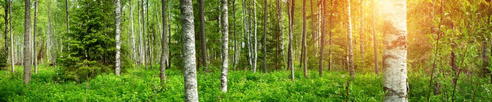 birch forest panorama in summer. Sun in the park