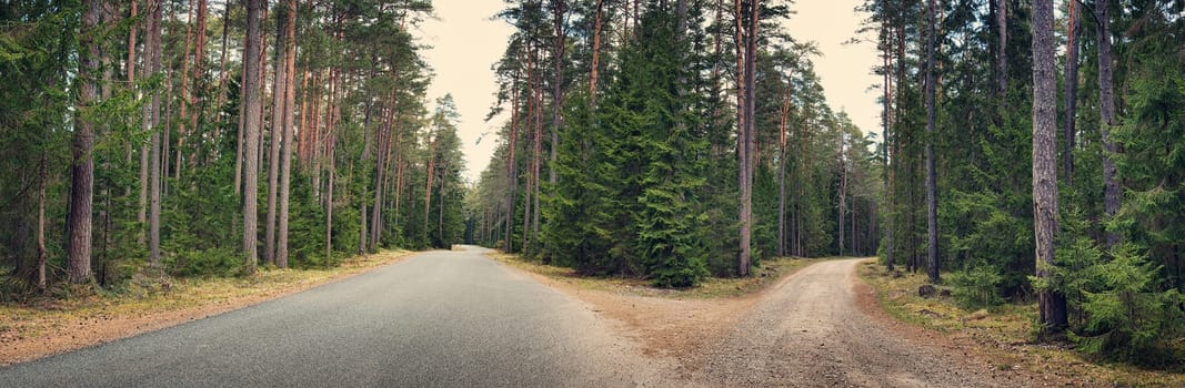 asphalt road cross on cloudy spring day in the forest