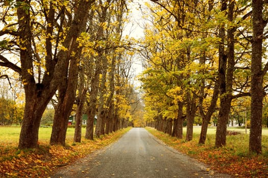 asphalt road with beautiful trees on the sides in autumn